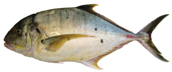 Golden Trevally (Gnathanodon speciosus), fish photo