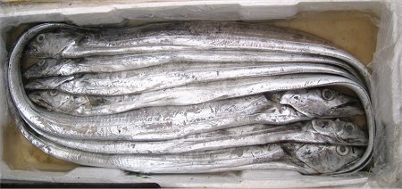 hairtail, ribbonfish, ribbon fish