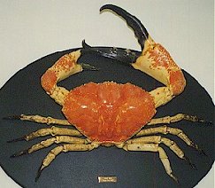 Pseudocarinus gigas, giant deepwater crab, giant Tasmanian crab, king crab, giant crab