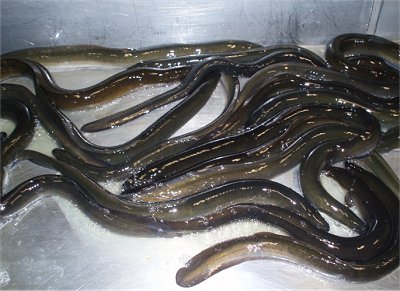 eel, eels, harvesting eels, anguila