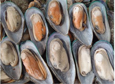 frozen mussels, new zealand green lip mussels, frozen mussel on shell