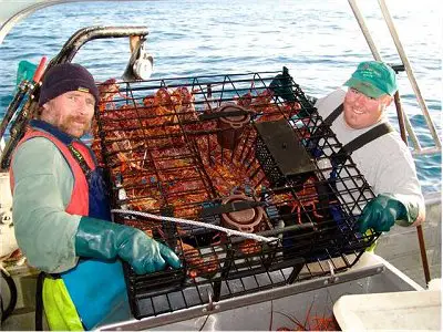 harvesting southern rock lobster, commercial fishery rock lobster, jasus edwardsii, crayfish