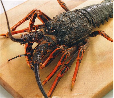 Southern Rock Lobster, jasus edwardsii, australian crayfish lobster, new zealand lobster