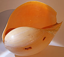 photo of cleaned bailer shell, baler shell, melon shell