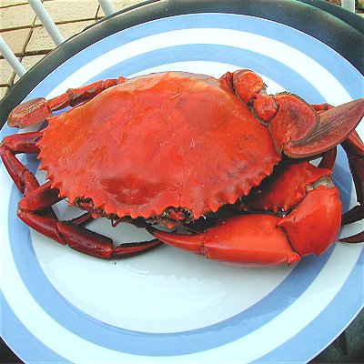 cooked mud crab on plate, cooked crab