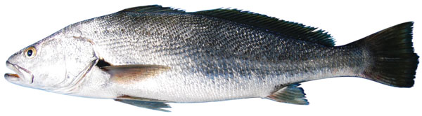 Jewfish or Mulloway (Argyrosomus hololepidotus) Photo