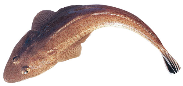 Photo of northern sand flathead fish, australian flathead fish