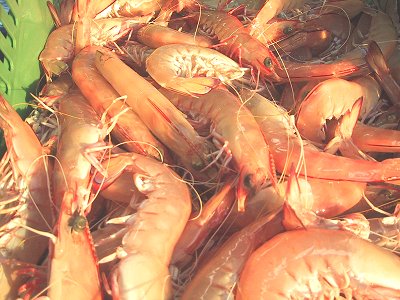 Freshly cooked ocean king prawns from Australia