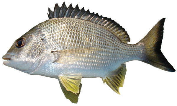 Yellowfin Bream, Australian bream