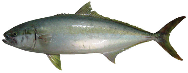 Yellowtail Kingfish (Seriola lalandi)