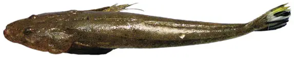 photo of yellow tailed flathead fish, australian yellowtailed flathead