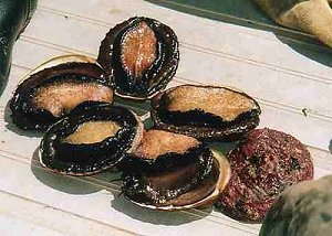 abalone, abalone in shell, abalone meat