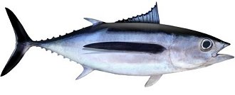 tuna, albacore tuna, Thunnus alalunga