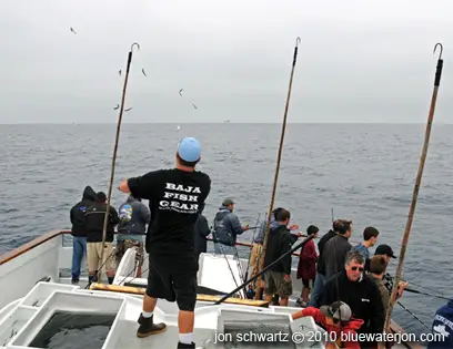 Boat fishing for albacore tuna