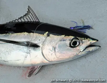 Albacore tuna showing lure used to catch it