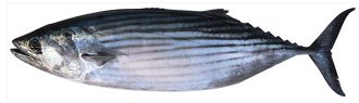 Bonito Tuna (Sarda australis & Sarda orientalis) photo