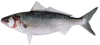 australian salmon, arripis trutta, photo of kahawai,