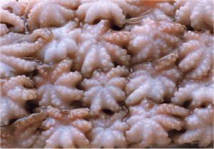 baby octopus, octopus