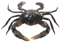 small photo of a mud crab