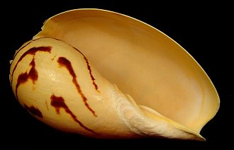 photo of melon shell, melo shell, bailer shell, baler shell
