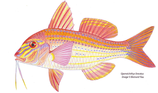 Red Mullet, Goatfish & Tiny Barbounia (Upeneus tragula) by bernard yau