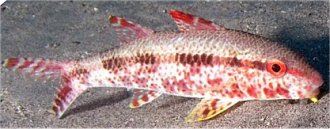 photo of Mottled Goatfish, Bartail Goatfish, Red Mullet and Freckled Goatfish