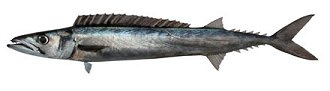 Barracouta (Thyrsites atun) Photo