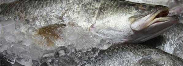 Chilled Barramundi on Ice