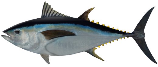 Big Eye Tuna, Thunnus obesus, whole tuna, tuna photo, bigeye