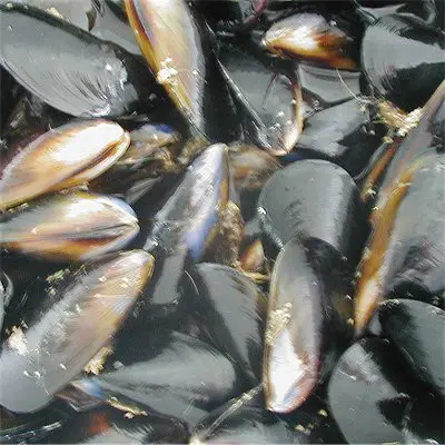 Blue or Black Mussels (Mytilus galloprovincialis & Mytilus edulis) photo