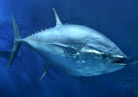 Blue Fin Tuna - The Tuna Research and Conservation Center