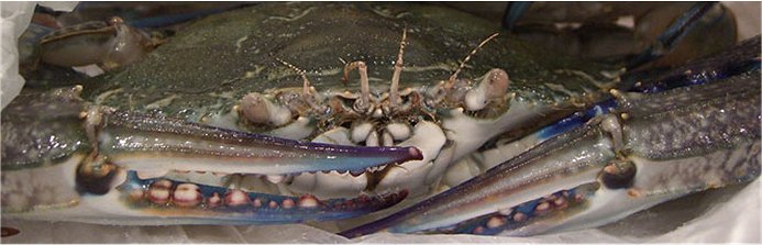 Blue Swimmer Crab showing eyes, mouth and claws