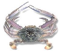 Blue Swimmer Crab, blue swimming crab, sand crab