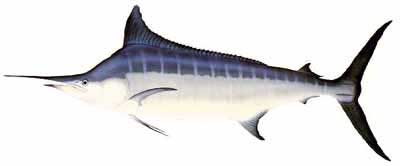 Blue Marlin (Makaira mazara)