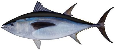 southern bluefin tuna, thunnus maccoyii
