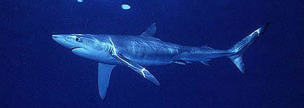 Blue Shark (Prionace glauca)