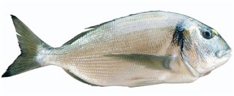 Bream, silver bream, sea bream, black bream, yellowtail bream