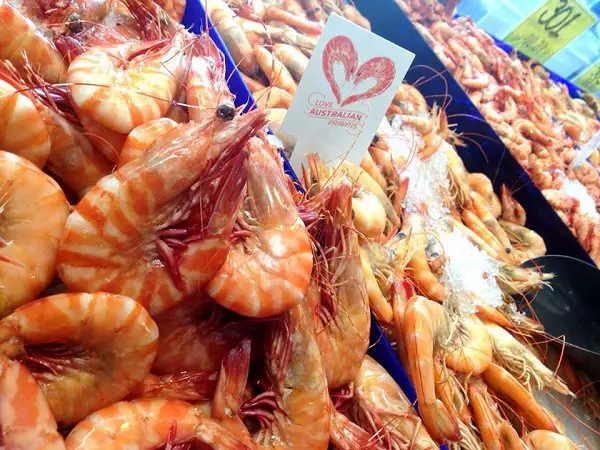 cooked australian tiger prawns, prawn display, tiger shrimp