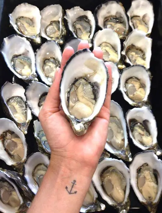 extra large south australian oysters, pacific oysters from australia