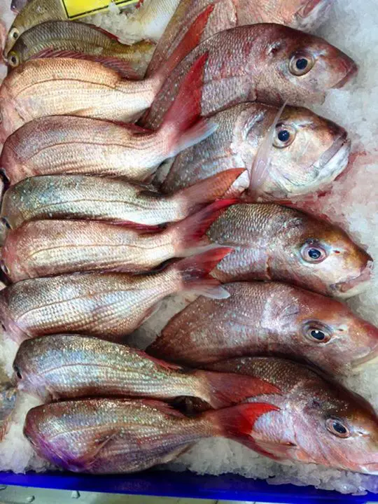 fresh australian bream on ice