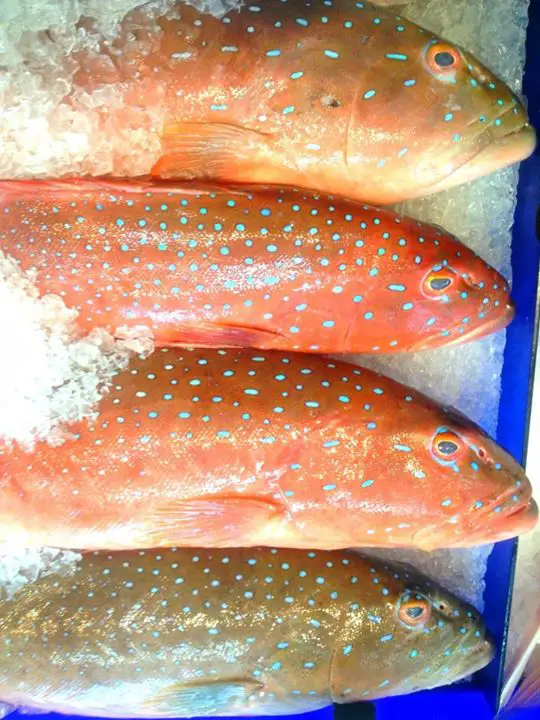 Coral Trout on ice, fresh coral trout, red reef fish with blue spots