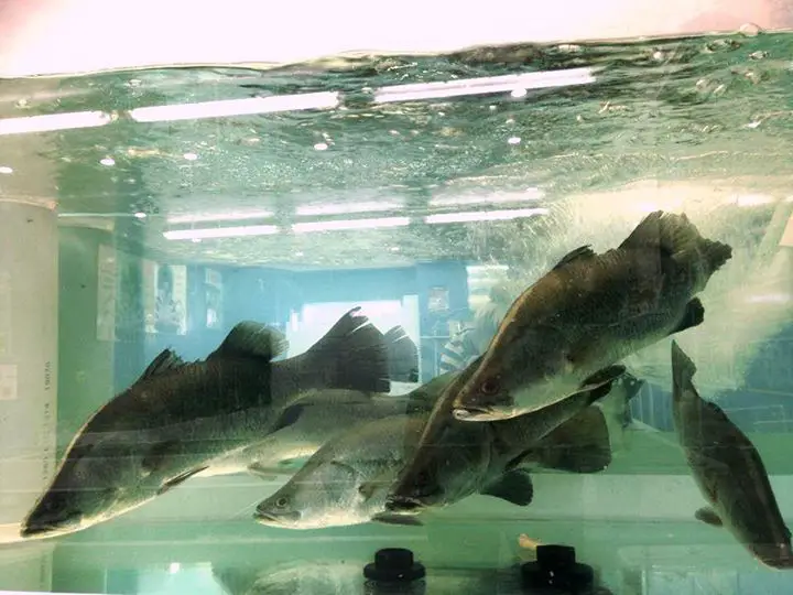 live barramundi in tank, barramundi, asian sea bass, australian barramundi