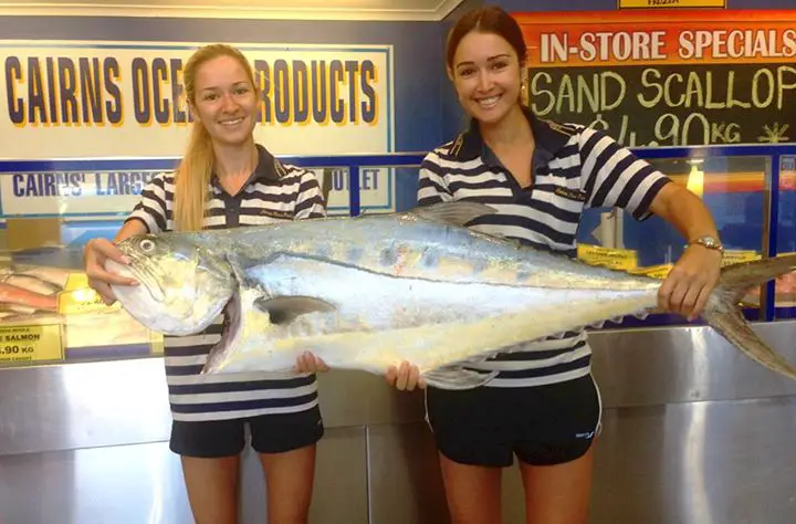 huge queenfish, fresh queenfish, cairns ocean products, australian seafood