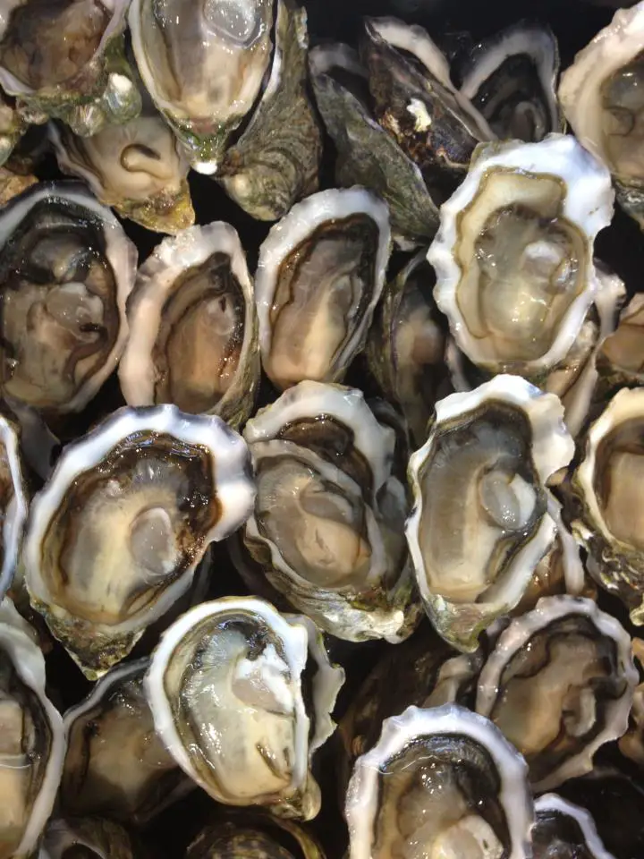 Fresh sydney rock oysters, australian oysters, half shell oysters
