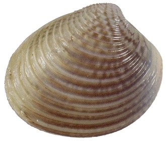 Cockles (Veneridae), Clams, Pippies, Vongole photo