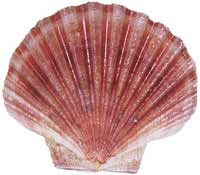 commercial scallop shell photo, pecten fumatus, tasmanian scallop