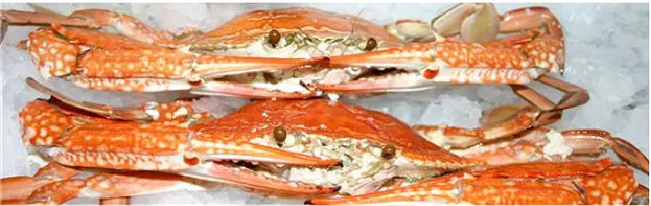 Cooked Blue Swimmer Crabs on Ice, 2 blue swimming crabs