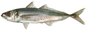 Cowanyoung or Jack Mackerel (Trachurus declivis) Photo