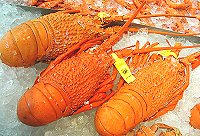 Cooked southern rock lobsters on ice
