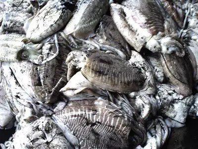 cuttlefish, cuttle fish photo, commercial fishing for cuttlefish